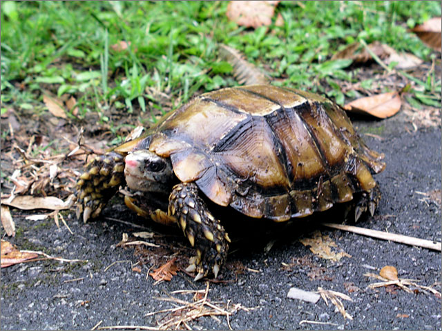 Resident tortoise