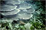 Lang Tengah corals & fishes