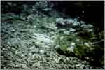 Lang Tengah corals & fishes