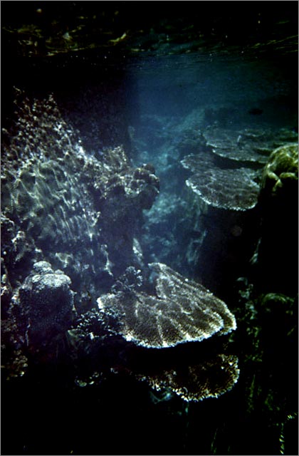 Lang Tengah corals & fishes