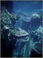 Lang Tengah corals & fishes