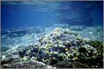 Lang Tengah corals & fishes