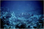 Lang Tengah corals & fishes