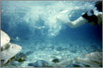 Lang Tengah corals & fishes