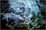 Lang Tengah corals & fishes
