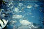 Lang Tengah corals & fishes