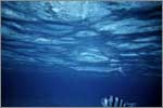 Lang Tengah corals & fishes