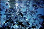 Lang Tengah corals & fishes