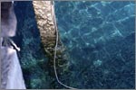 Fishes around the jetty